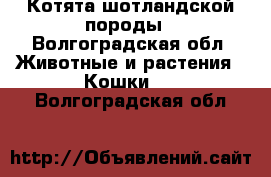 Котята шотландской породы - Волгоградская обл. Животные и растения » Кошки   . Волгоградская обл.